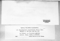 Coniothyrium concentricum image